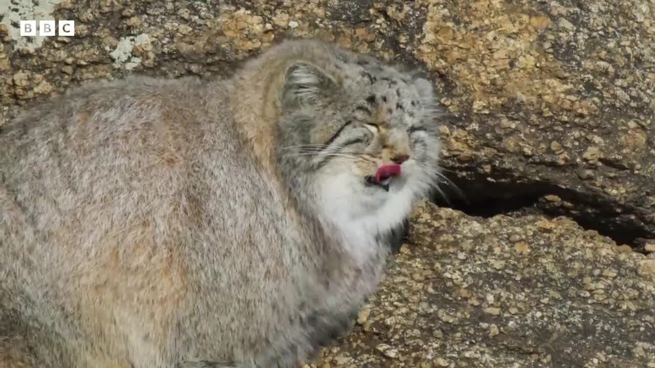 World’s Grumpiest Cat I Frozen Planet II I BBC