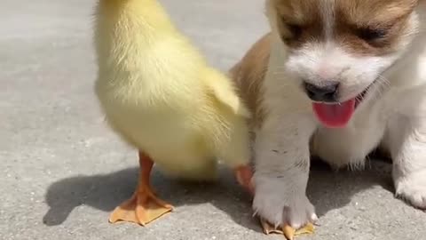 Video Dog