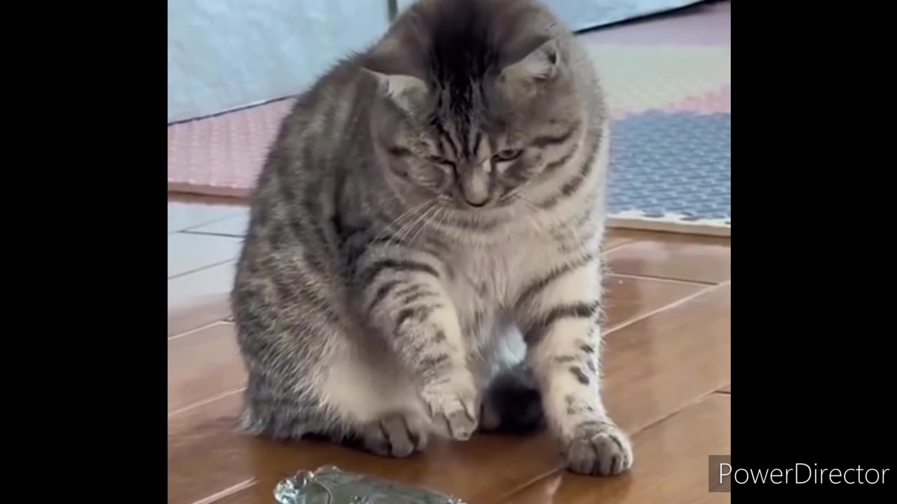 Unveiling the Mystery: Exploring Cats' Reactions to Different Stimuli