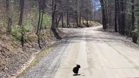 cute bear running from perceived danger