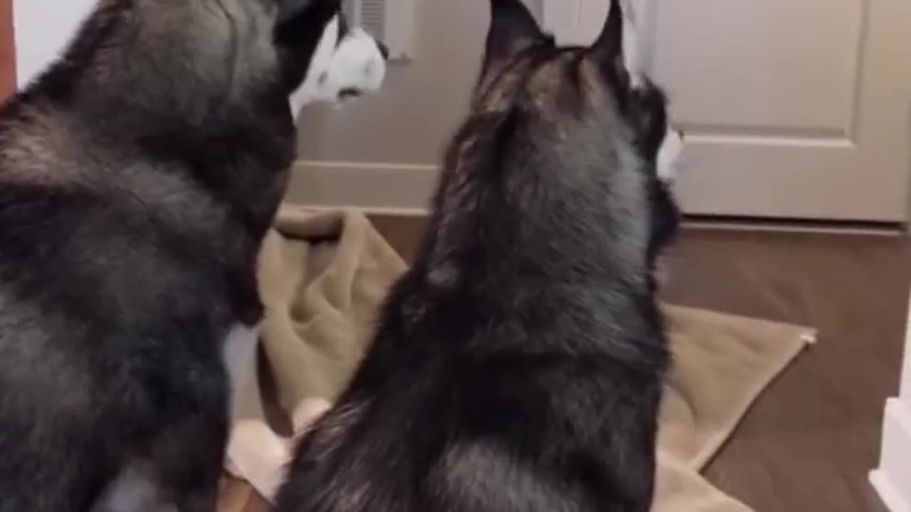 Animals react to magic