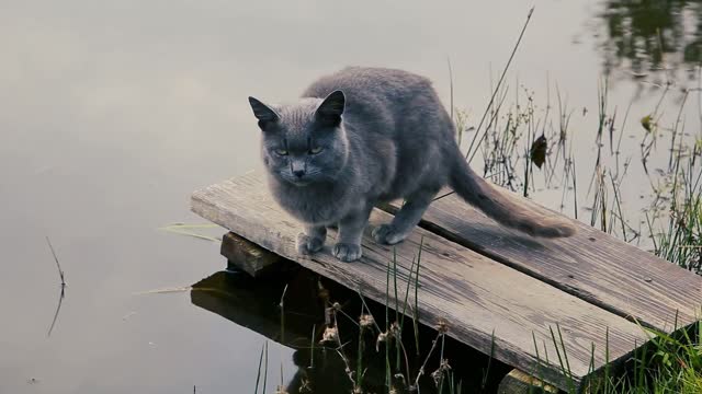 a cat drinks water from pond