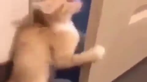 look at the reaction of this cat