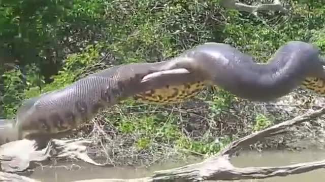Giant anaconda sunbathing in a river in the Amazon