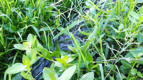 NATURE SOUNDS From Flowing Water in Rice Field, Suitable for Relaxing