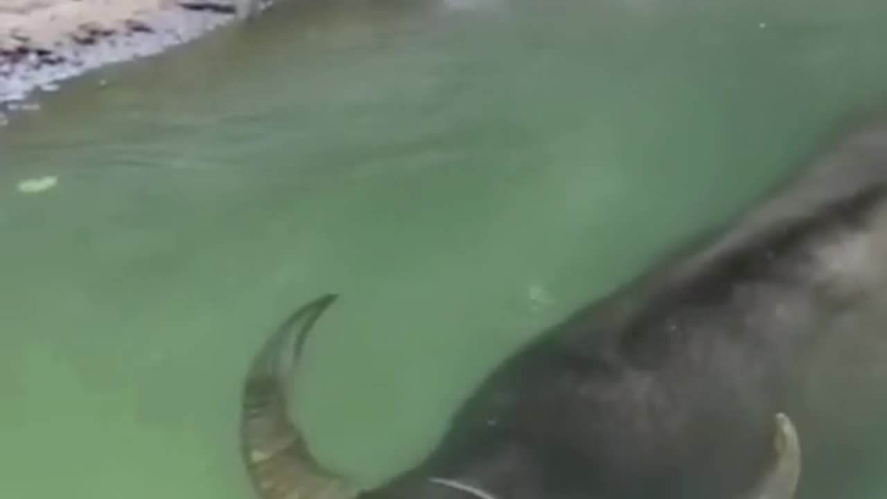 #Useful#Beautiful#Funny #Funny video#laugh# interesting#video#short video#short#short cut