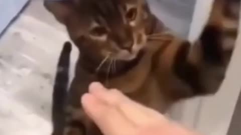 Cat funny video