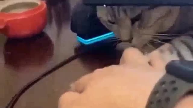 Cat video collection best HD video collection