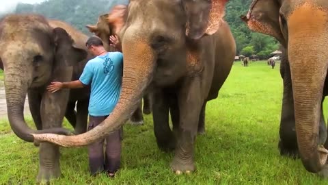 Animals Reunited With Owners After Years