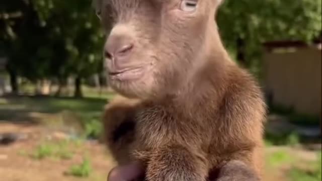 🎥Tiny Baby Goat