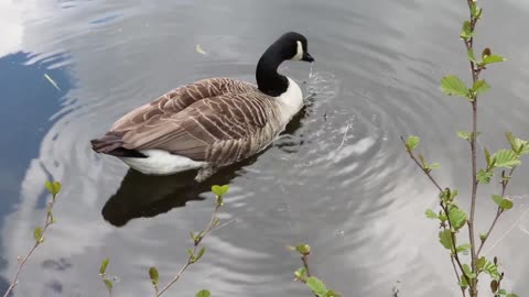 Duck at lakeshore