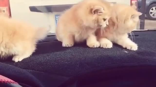 OMG So Cute Cats ♥ Best Funny Cat ❤️🐈Videos 2021 #shorts