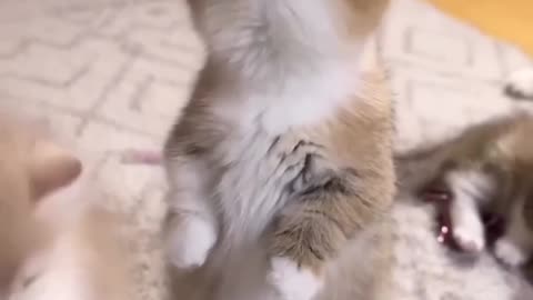 Funniest Cat