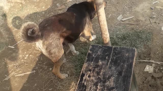 Dog is very good indian dog hungry