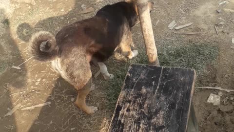 Dog is very good indian dog hungry