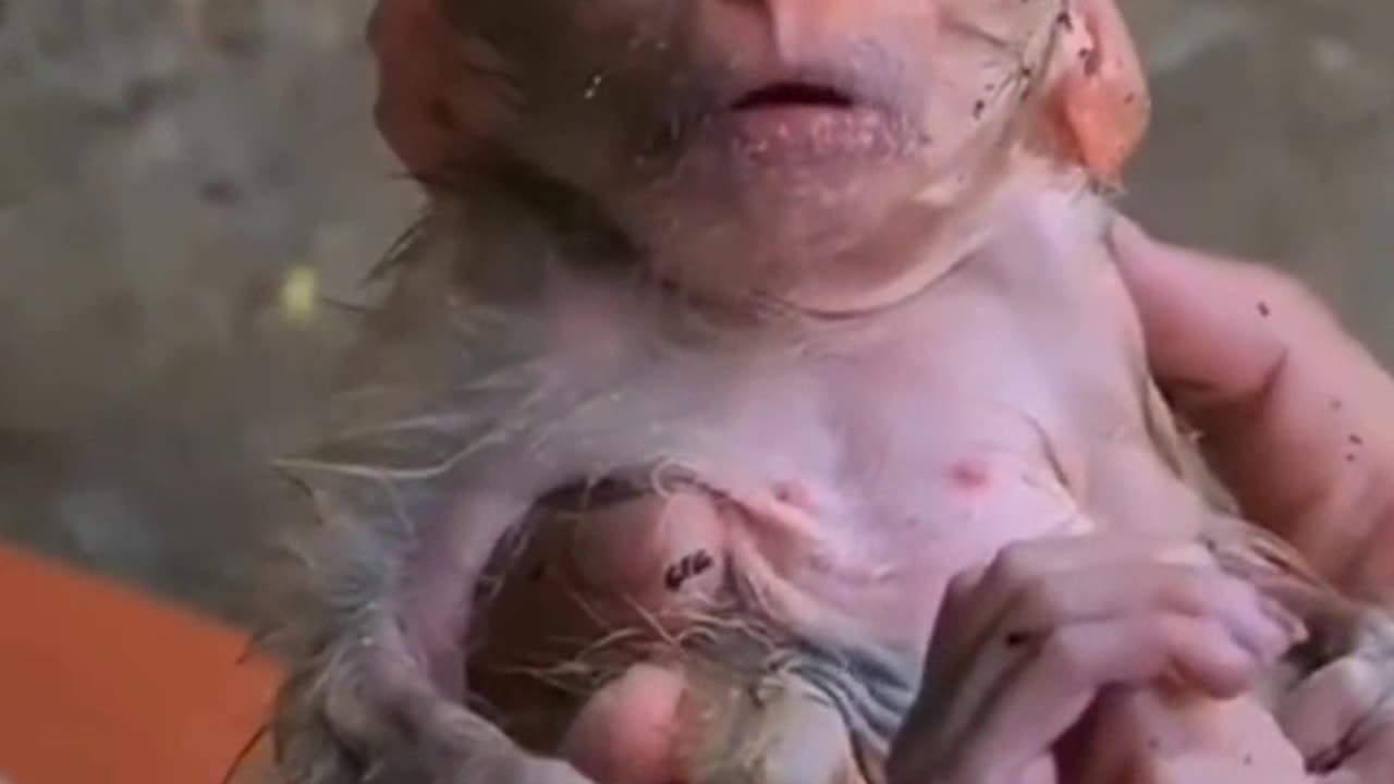 A poor cute monkey left in the streets gets picked up by a man
