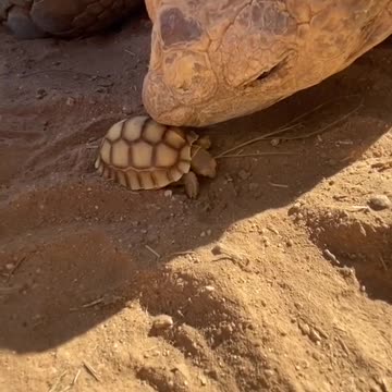 Big ike meets Baby ike 🐢💚