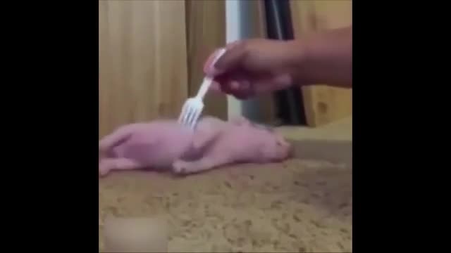 FUNNY PIGS