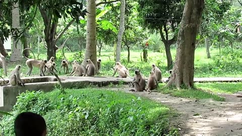 Monkeys_Fighting_With_other_groups_II_Langur_Monkey_Fight_and_Sounds(720p)
