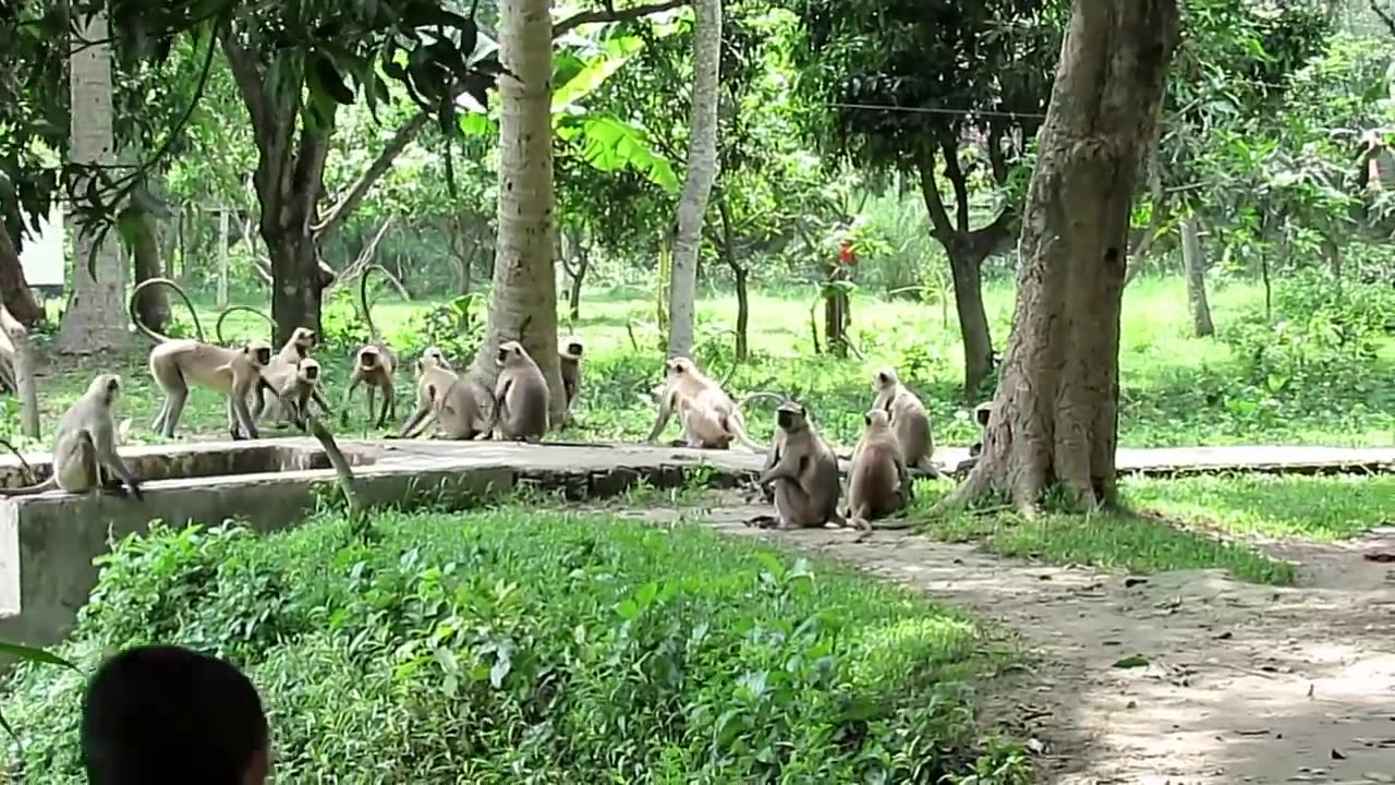 Monkeys_Fighting_With_other_groups_II_Langur_Monkey_Fight_and_Sounds(720p)
