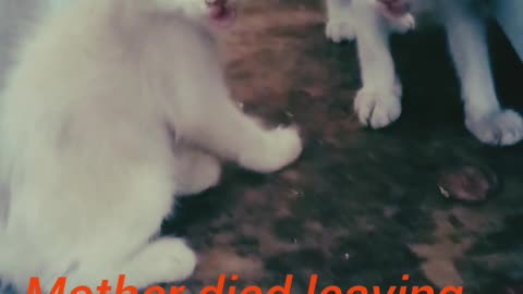 cute cat