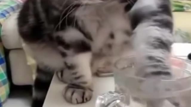 Funny Cat Shows Proper Way to Drink from Glass #shorts