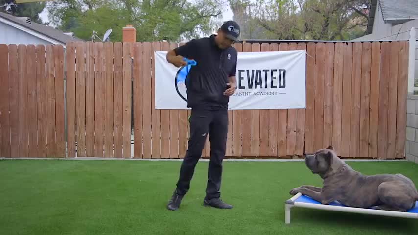 Dogs training