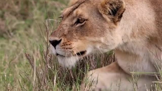 A lioness stalking wildebeest in the Maasai Mara, Africa #lion #lioness #africa