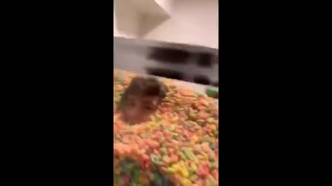 UNUSUAL MEMES COMPILATION V214