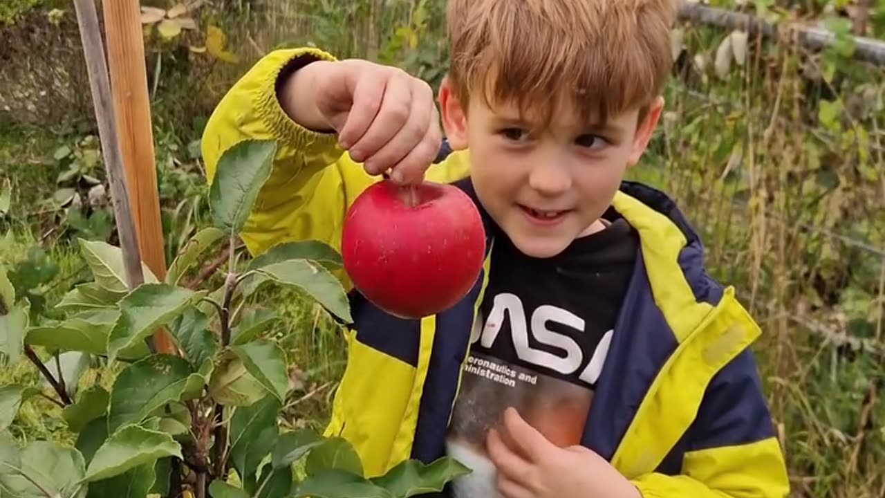 Boys are picking their first apples