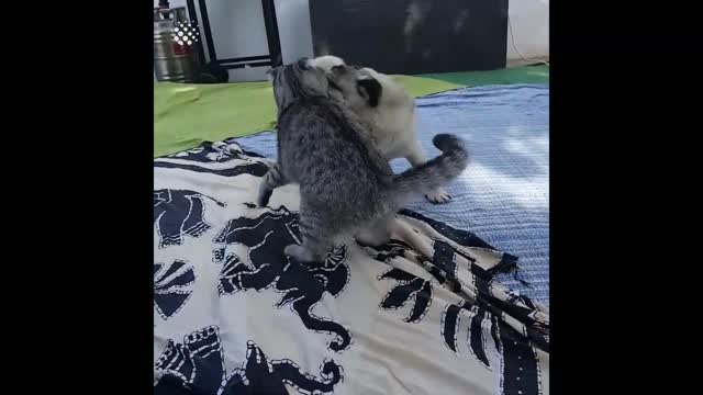 Cat dog funny fight😂😂😂😂