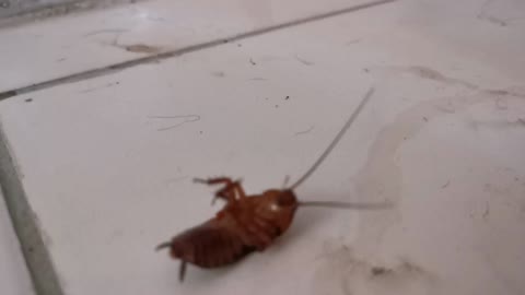 / Cockroach the last breath /