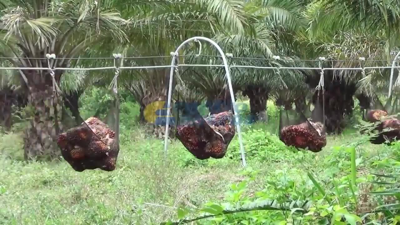 Palm Oil Making Process | Modern Oil Palm Harvesting Process | How Palm Oil Is Made In Factory