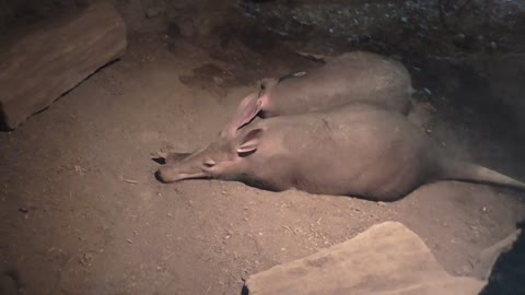 Aardvark Sleeping