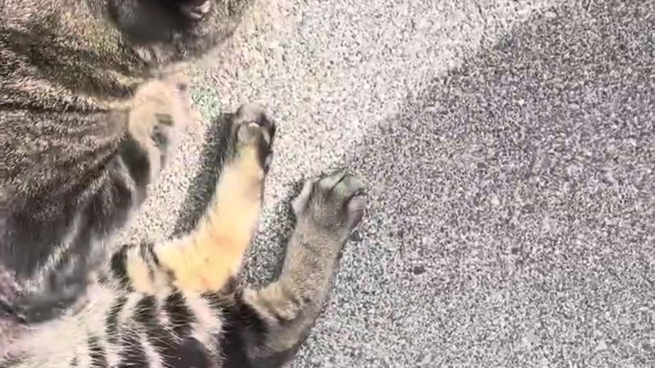 Dobby🐈‍⬛ Cat Adventures Outside, Jumps in Ford Focus Ft. LuLu 🐈 9/14/2024 (Lp 22 Master Day) (3Min)
