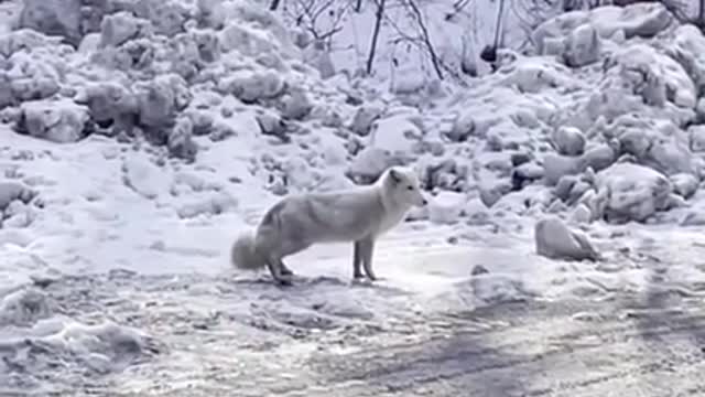 HowpreciousAwildArcticfoxwasspottedinYuntaiMountainofCChinasHenan.