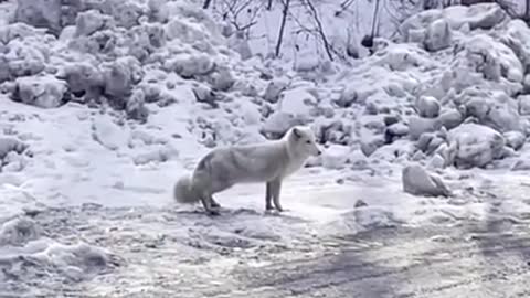 HowpreciousAwildArcticfoxwasspottedinYuntaiMountainofCChinasHenan.