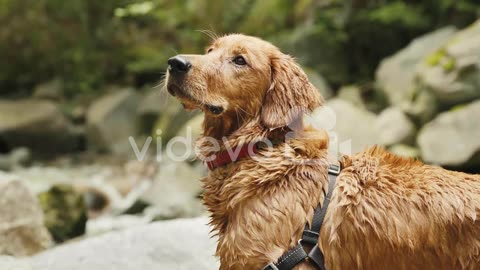 Golden Retriever Puppy looking around by rocky river bank