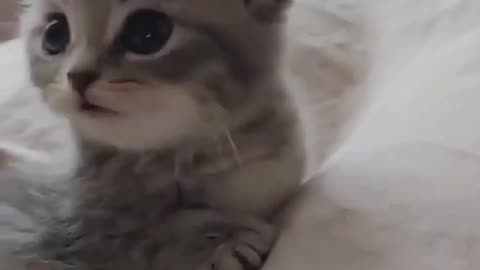 Cute cats