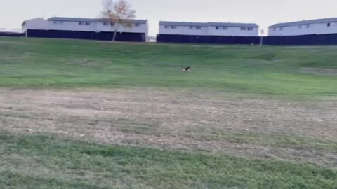 Strong dog with its owner in park