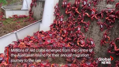 Millions of red crabs begin annual migration on Christmas Island