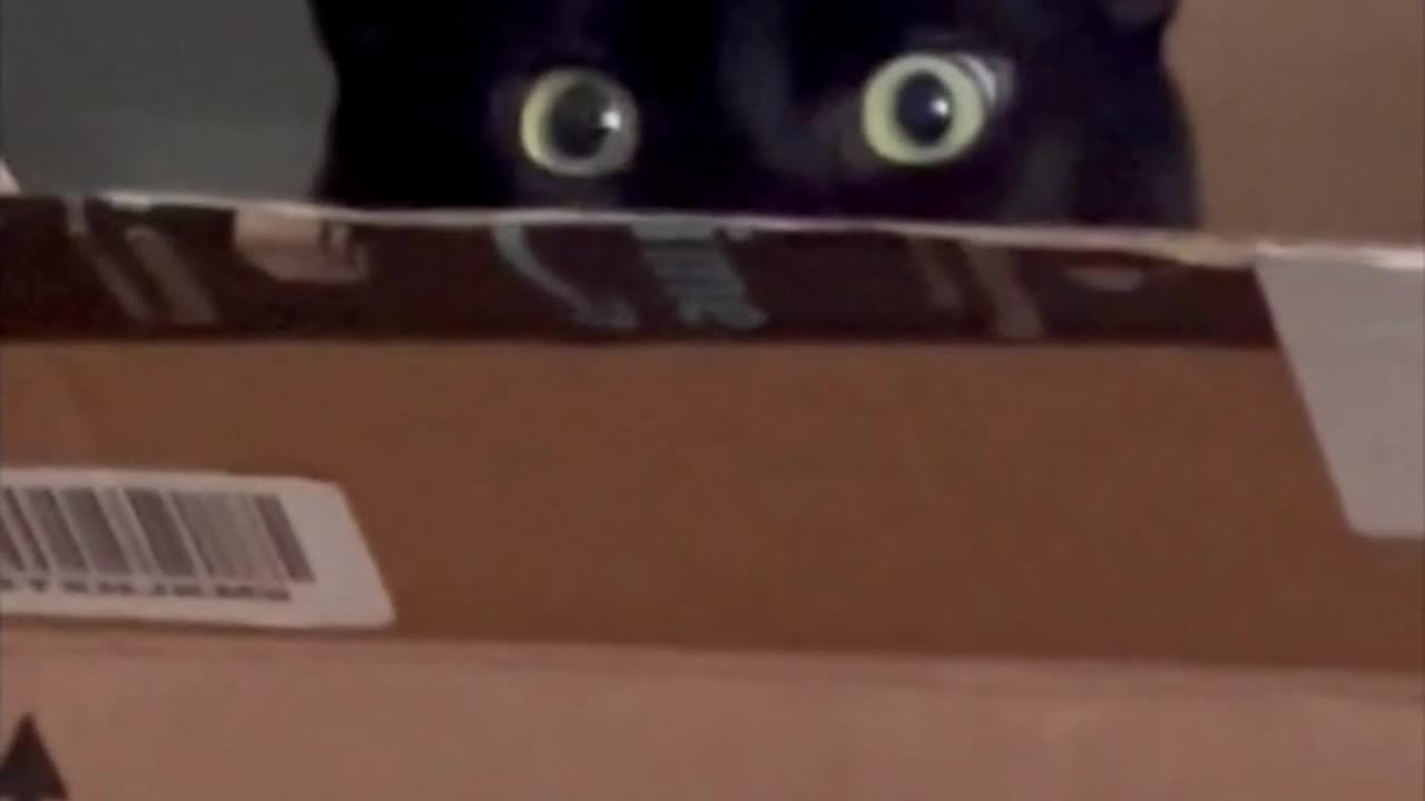 Adopting a Cat from a Shelter Vlog - Cute Precious Piper Works in Undercover Surveillance #shorts