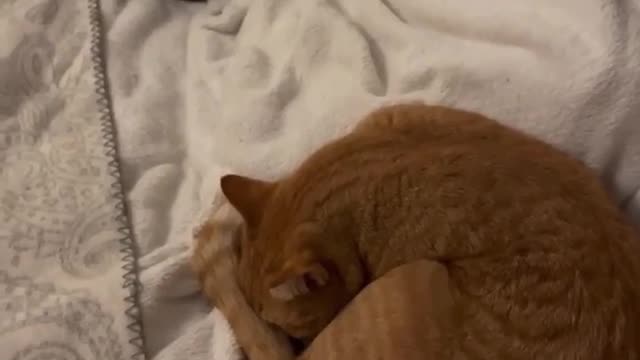 Cute Cats Sleeping #39