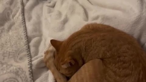 Cute Cats Sleeping #39