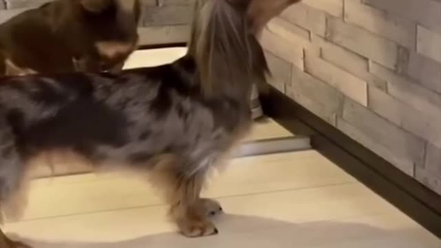 Awesome Funny Pet Animals Videos