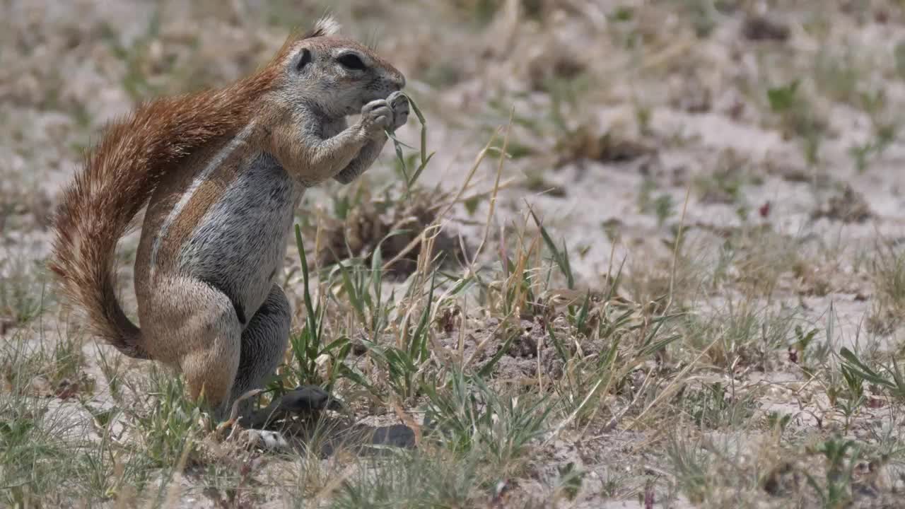 ground srequirl eating grss