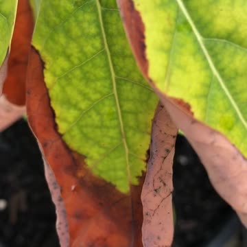 Avocado Plant infection and the establishment of fungal