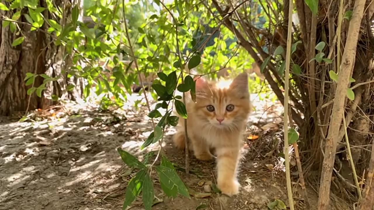 dventures of Whiskers: Follow This Adorable Cat's Journey Through Life's Many Wonders