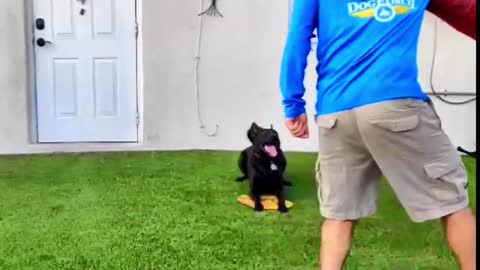 Learn How to Train your Dog in fun way as they are trained in training academy