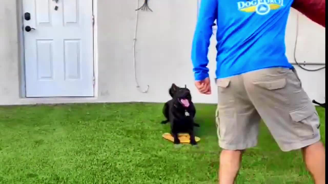 Learn How to Train your Dog in fun way as they are trained in training academy